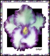 pansy